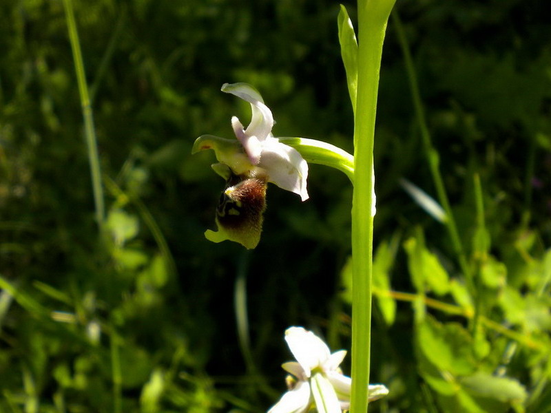 Ophrys??