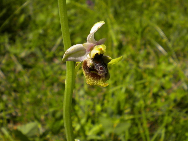 Ophrys??