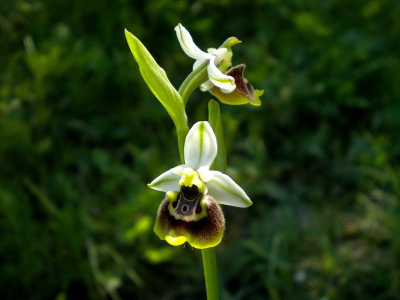 Ophrys??