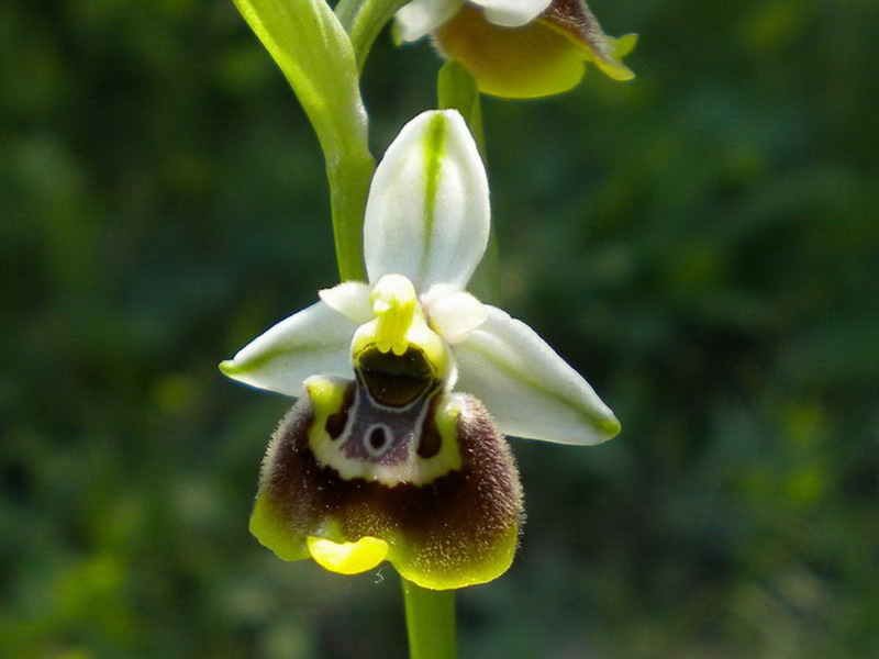 Ophrys??