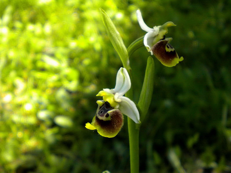 Ophrys??