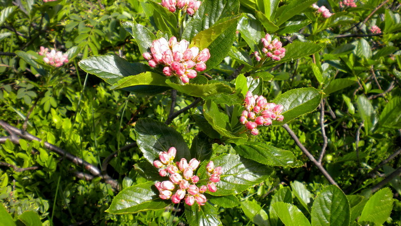 Sorbus chamaemespilus / Sorbo alpino