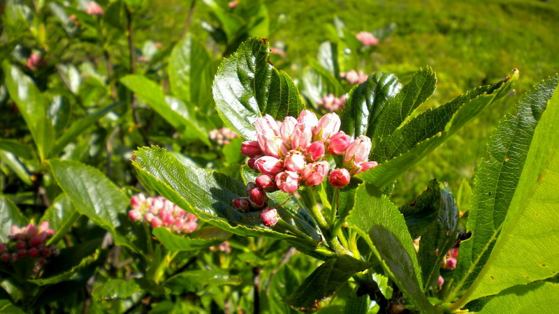 Sorbus chamaemespilus / Sorbo alpino