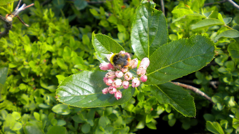 Sorbus chamaemespilus / Sorbo alpino