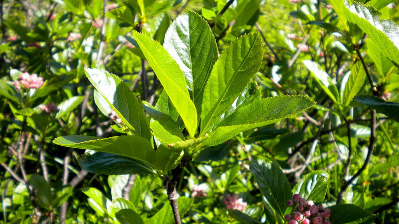 Sorbus chamaemespilus / Sorbo alpino