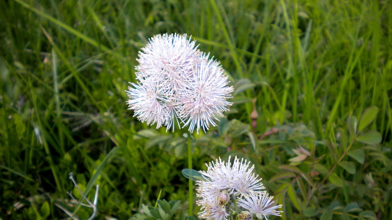 Thalictrum aquilegiifolium