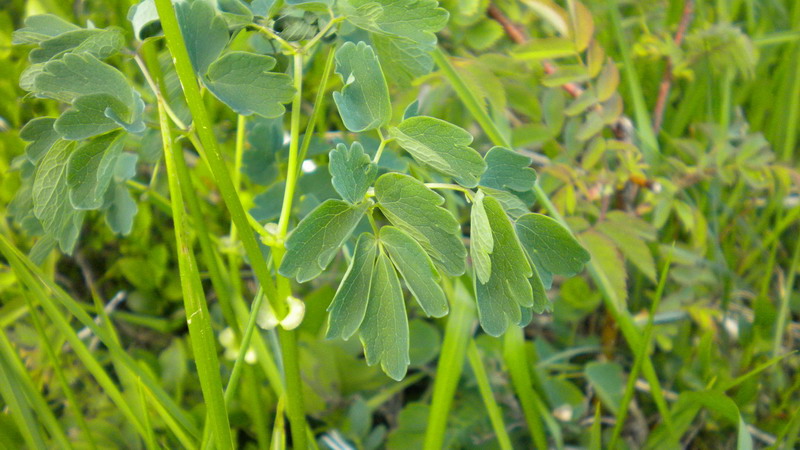 Thalictrum aquilegiifolium