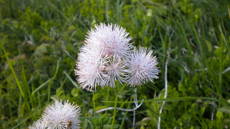 Thalictrum aquilegiifolium