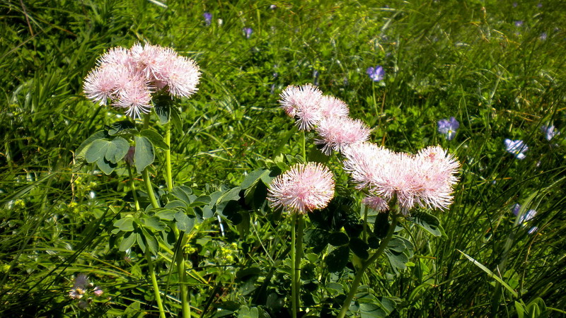 Thalictrum aquilegiifolium