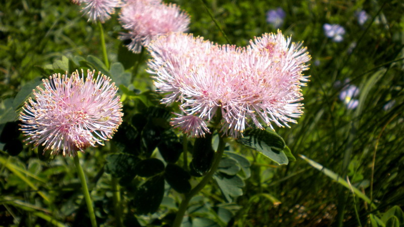 Thalictrum aquilegiifolium