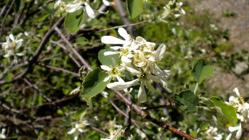 Amelanchier ovalis