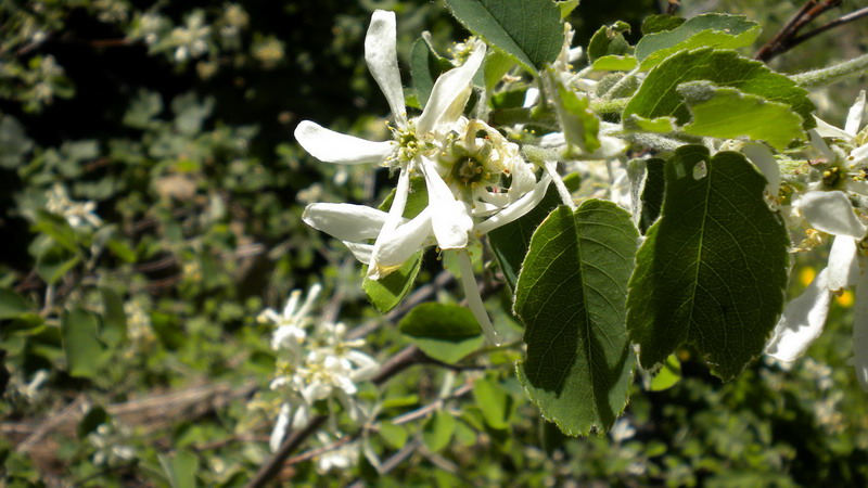 Amelanchier ovalis