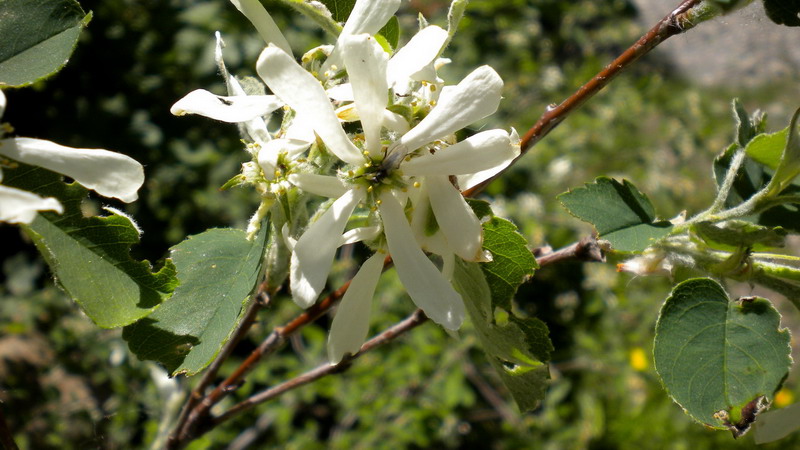 Amelanchier ovalis