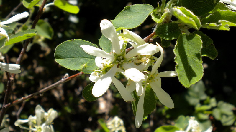 Amelanchier ovalis