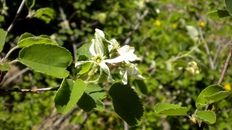 Amelanchier ovalis