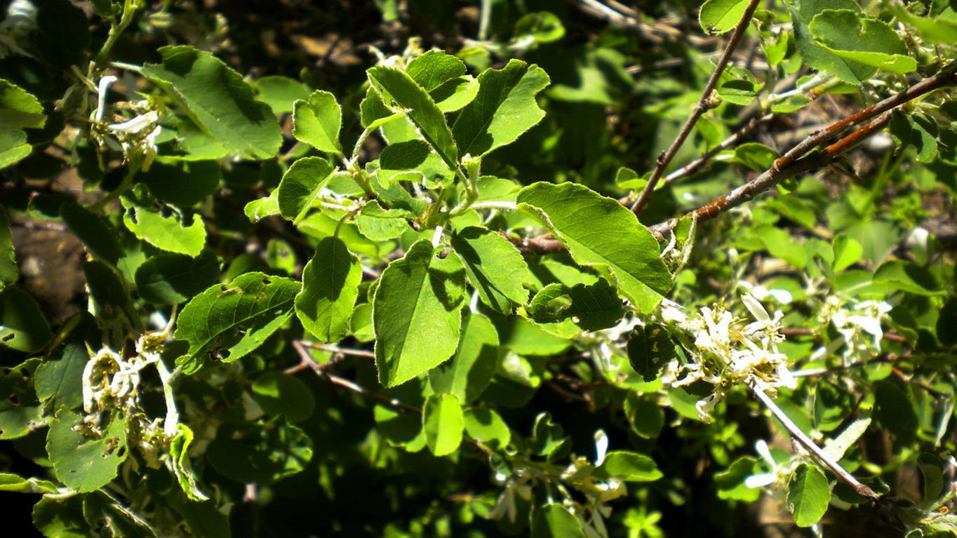 Amelanchier ovalis