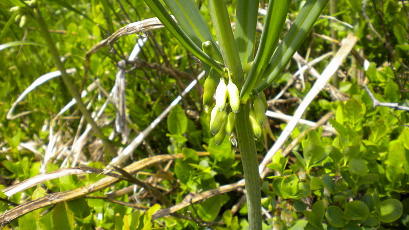 Polygonatum verticillatum / Sigillo di Salomone verticillato