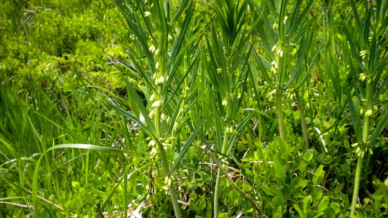 Polygonatum verticillatum / Sigillo di Salomone verticillato