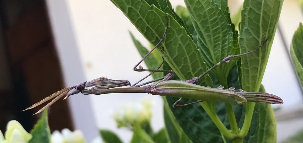 Mantide da identificare; Empusa pennata, maschio (Empusidae)