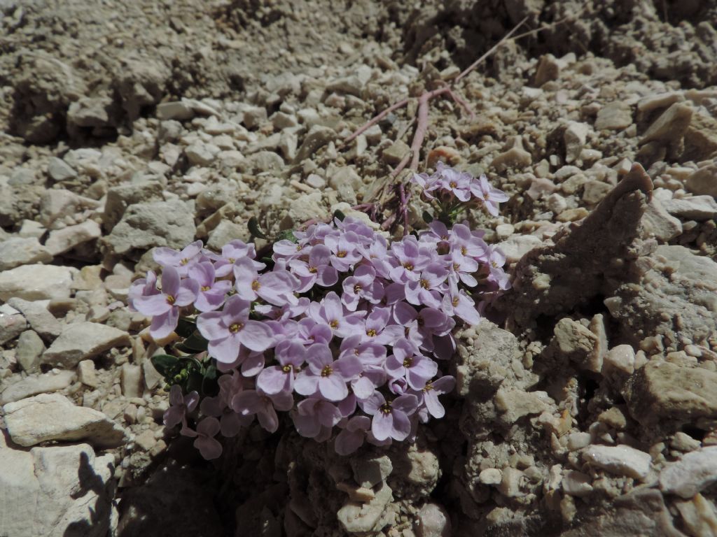 Noccaea rotundifolia (=Thlaspi rotundifolium)