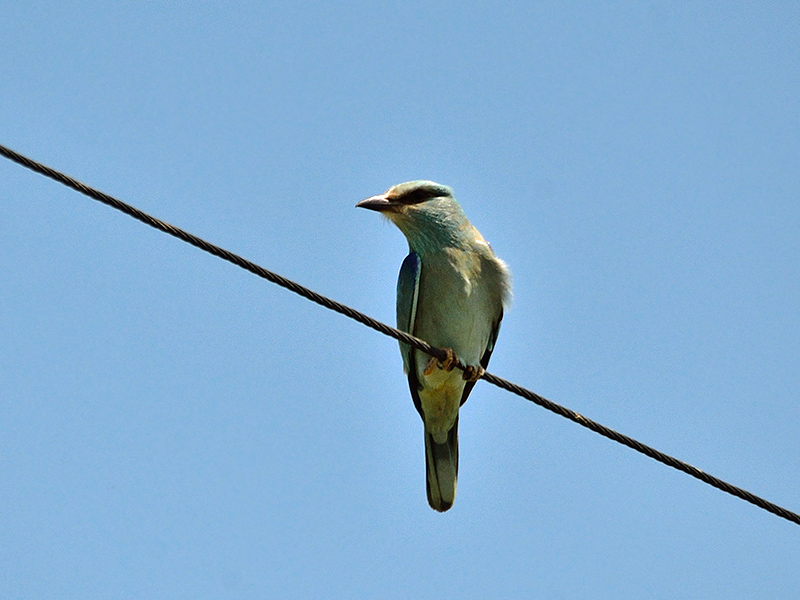 Obiettivo 100 specie in un giorno