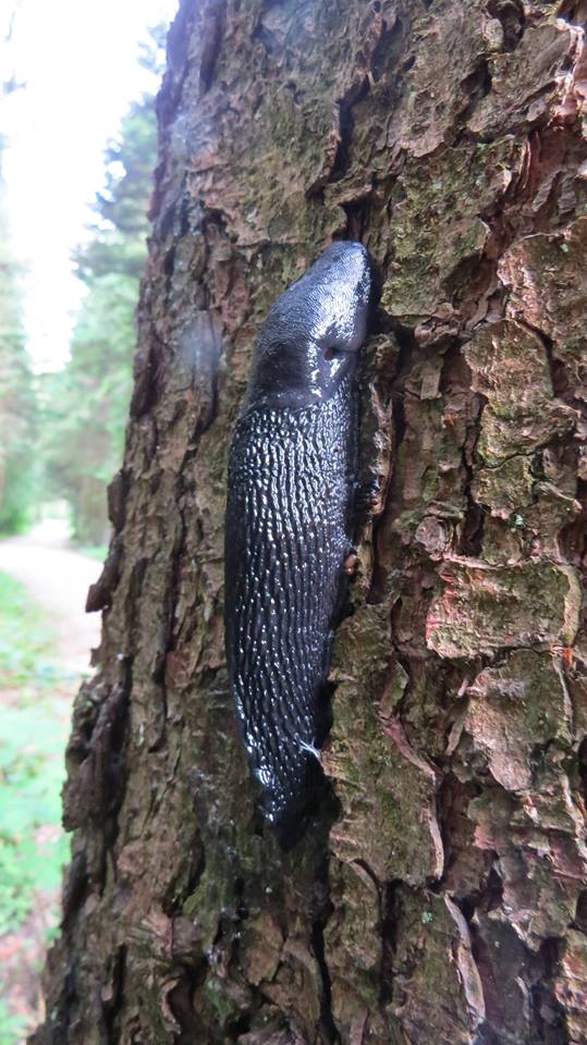 Limax cf cinereoniger dal Lago Cerknisko (Slovenia)