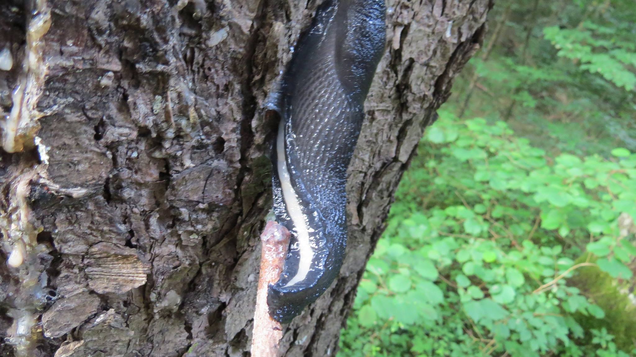 Limax cf cinereoniger dal Lago Cerknisko (Slovenia)