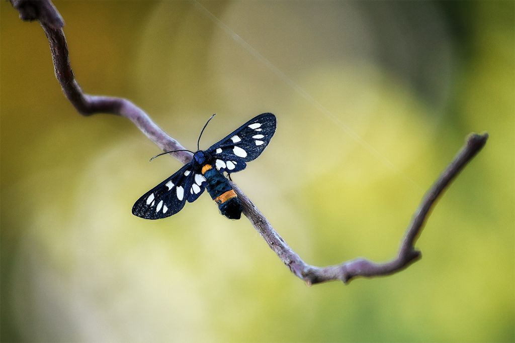 Identificazione - Amata sp., Erebidae Arctiinae