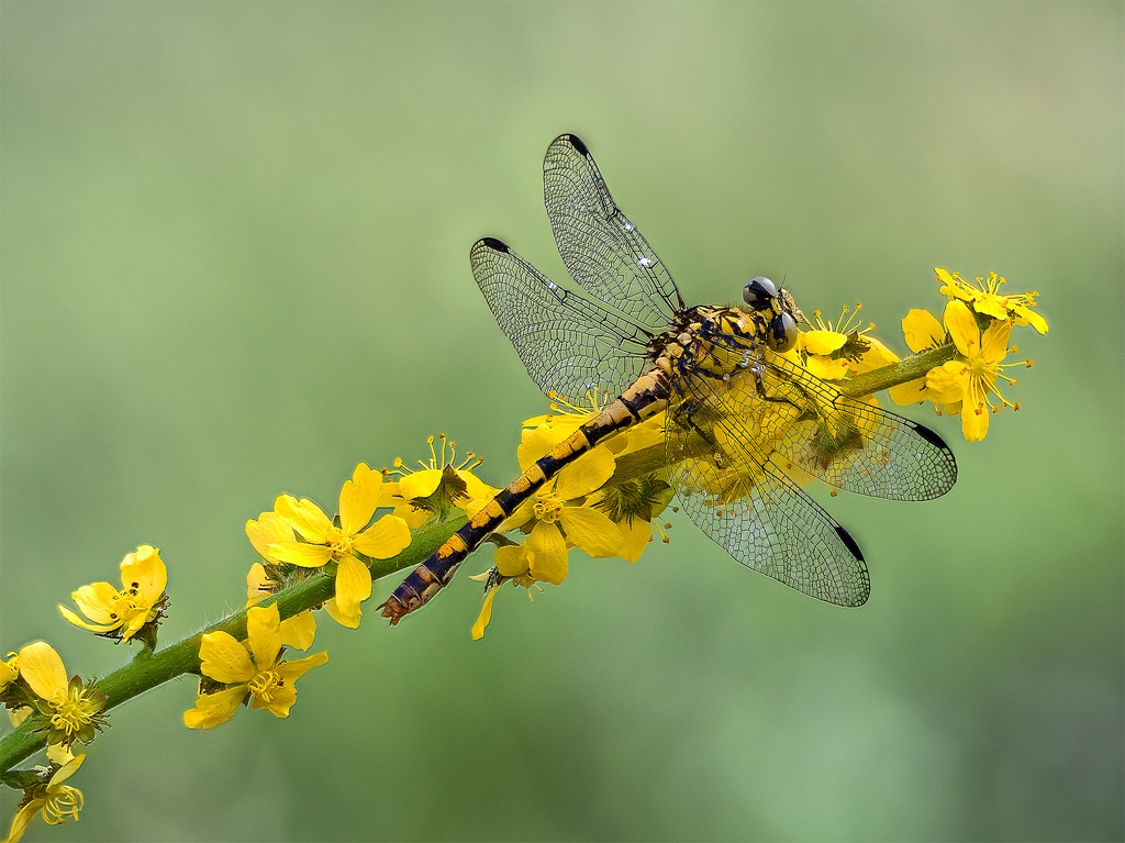 Onychogomphus forcipatus, femmina  (Gomphidae)