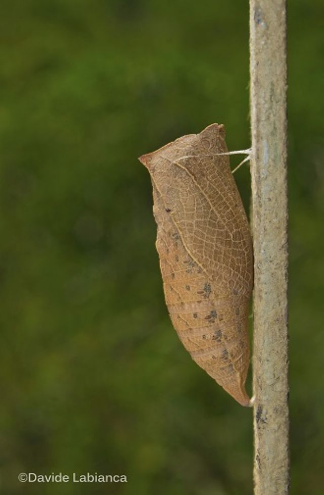 Crisalide di Iphiclides podalirius