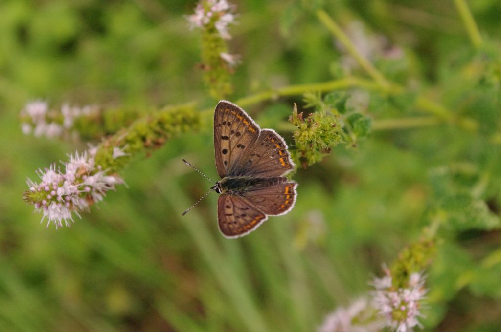 Alciphron? No, Lycaena tityrus