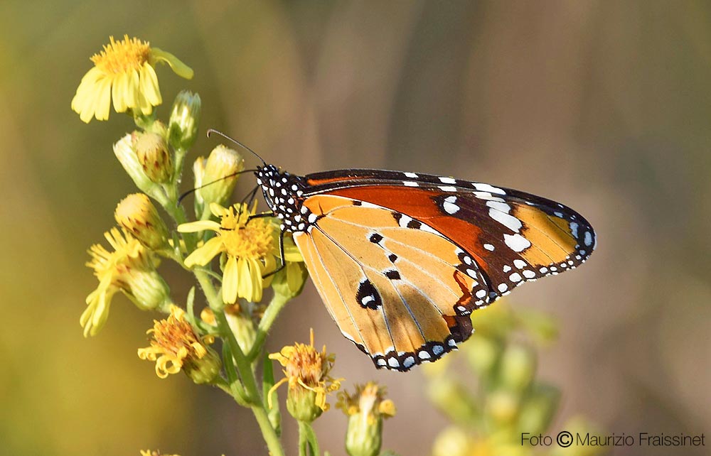 Danaus (Anosia) chrysippus (Linnaeus, 1758)