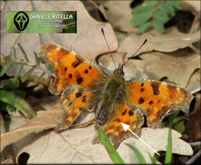 Polygonia egea??? No, Polygonia c-album, Nymphalidae