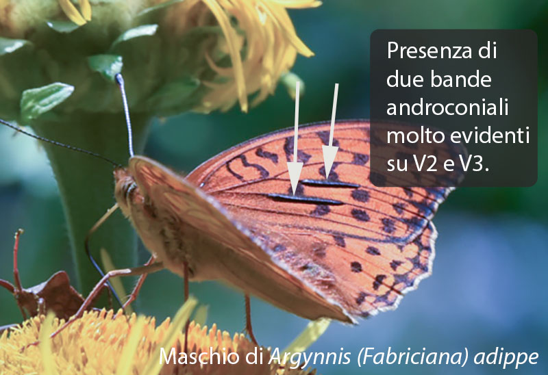 Argynnis (Fabriciana) adippe, maschio