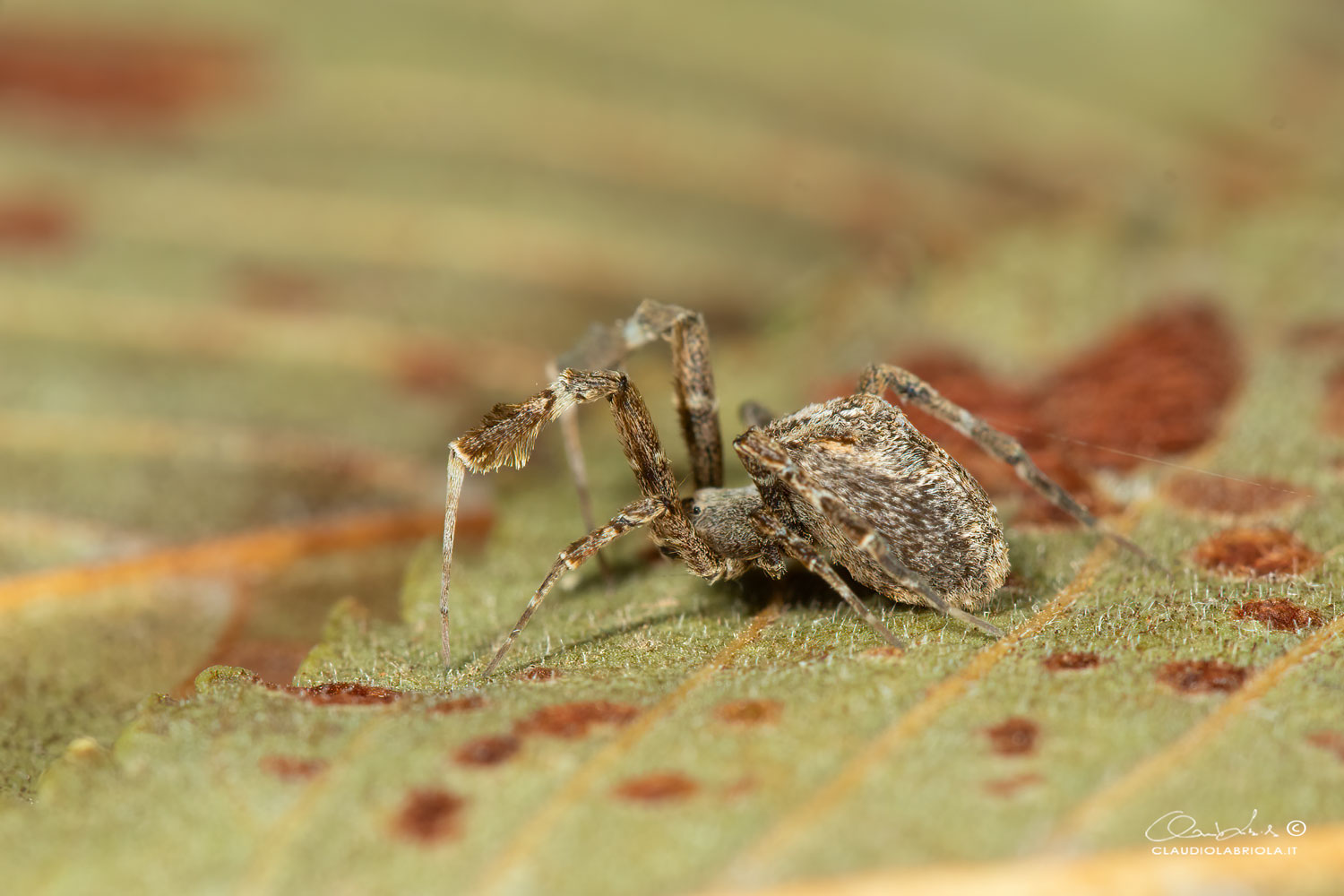 Uloborus plumipes - Portici (Napoli)