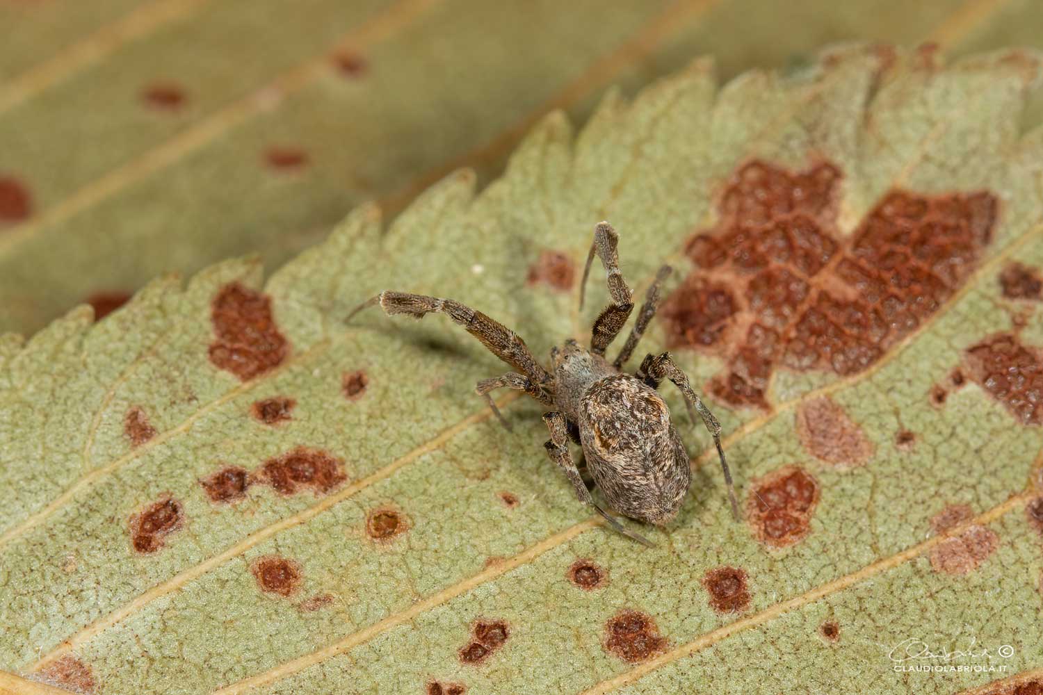 Uloborus plumipes - Portici (Napoli)