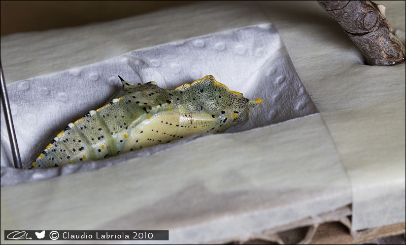 come va bene per una pupa 