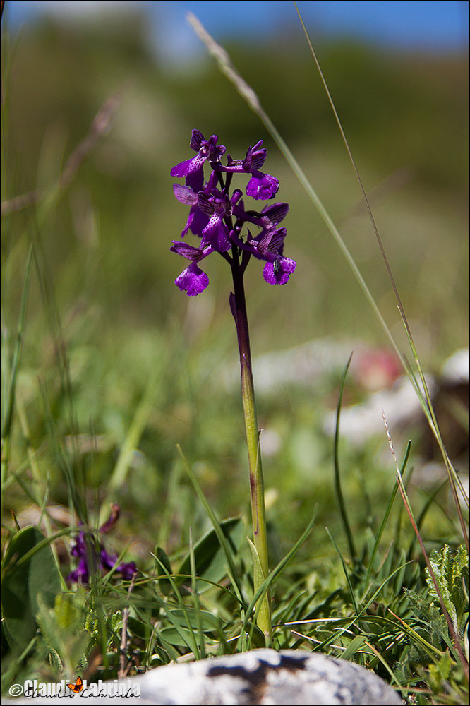 Anacamptis morio subsp. morio (da confermare)