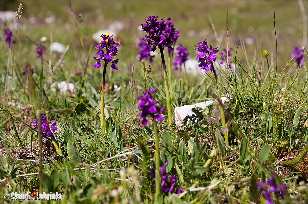 Anacamptis morio subsp. morio (da confermare)