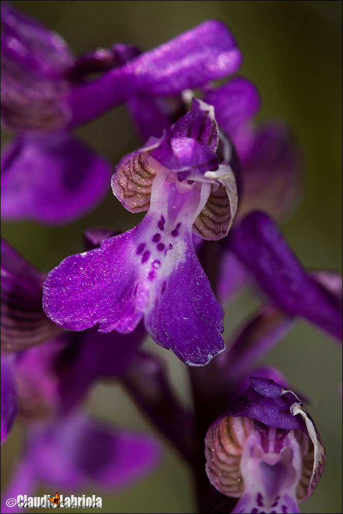 Anacamptis morio subsp. morio (da confermare)