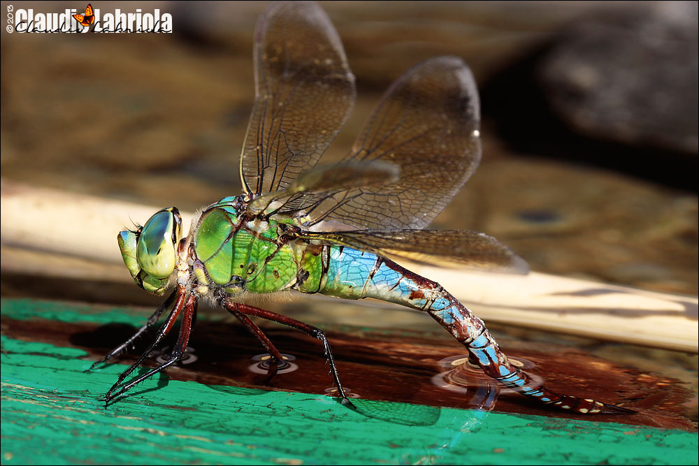 Anax imperator (deposizione)