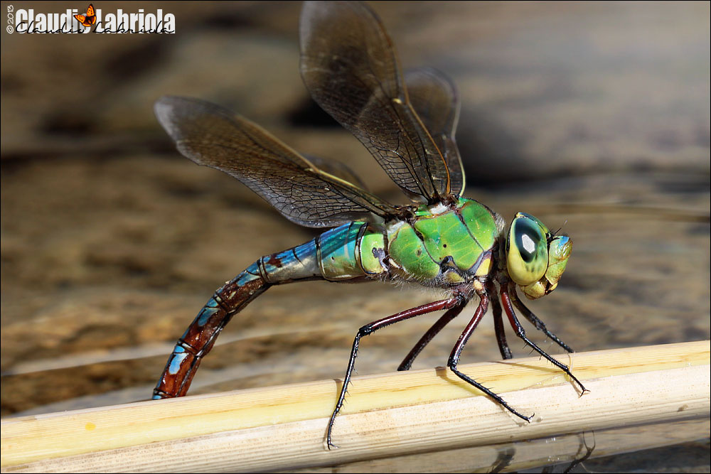 Anax imperator (deposizione)