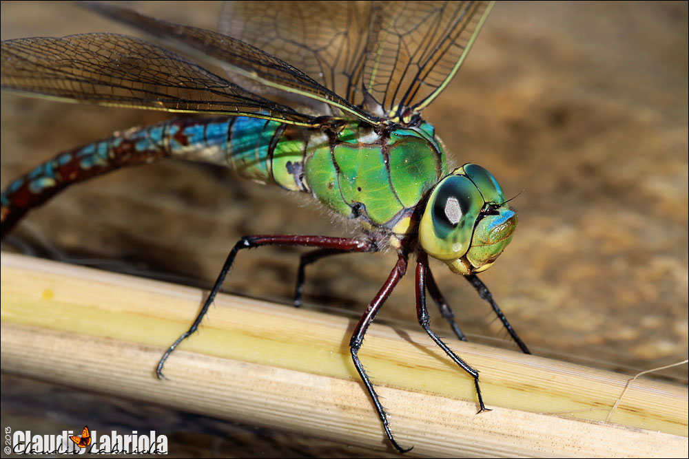 Anax imperator (deposizione)