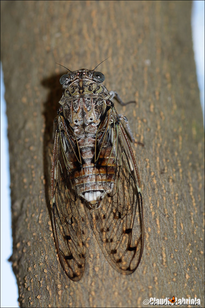 Cicada orni Linnaeus, 1758 - Cicadidae