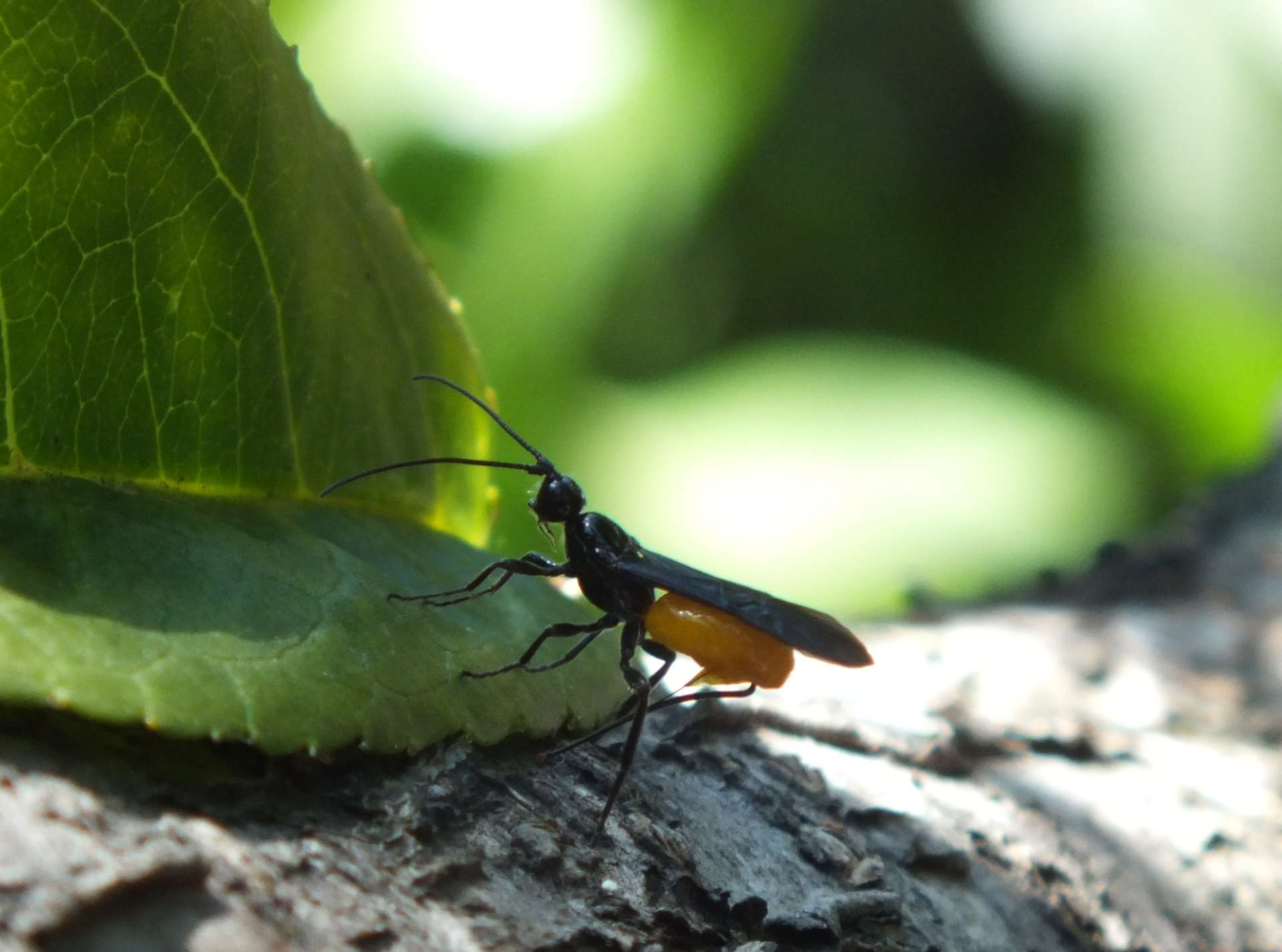 probabile Braconidae