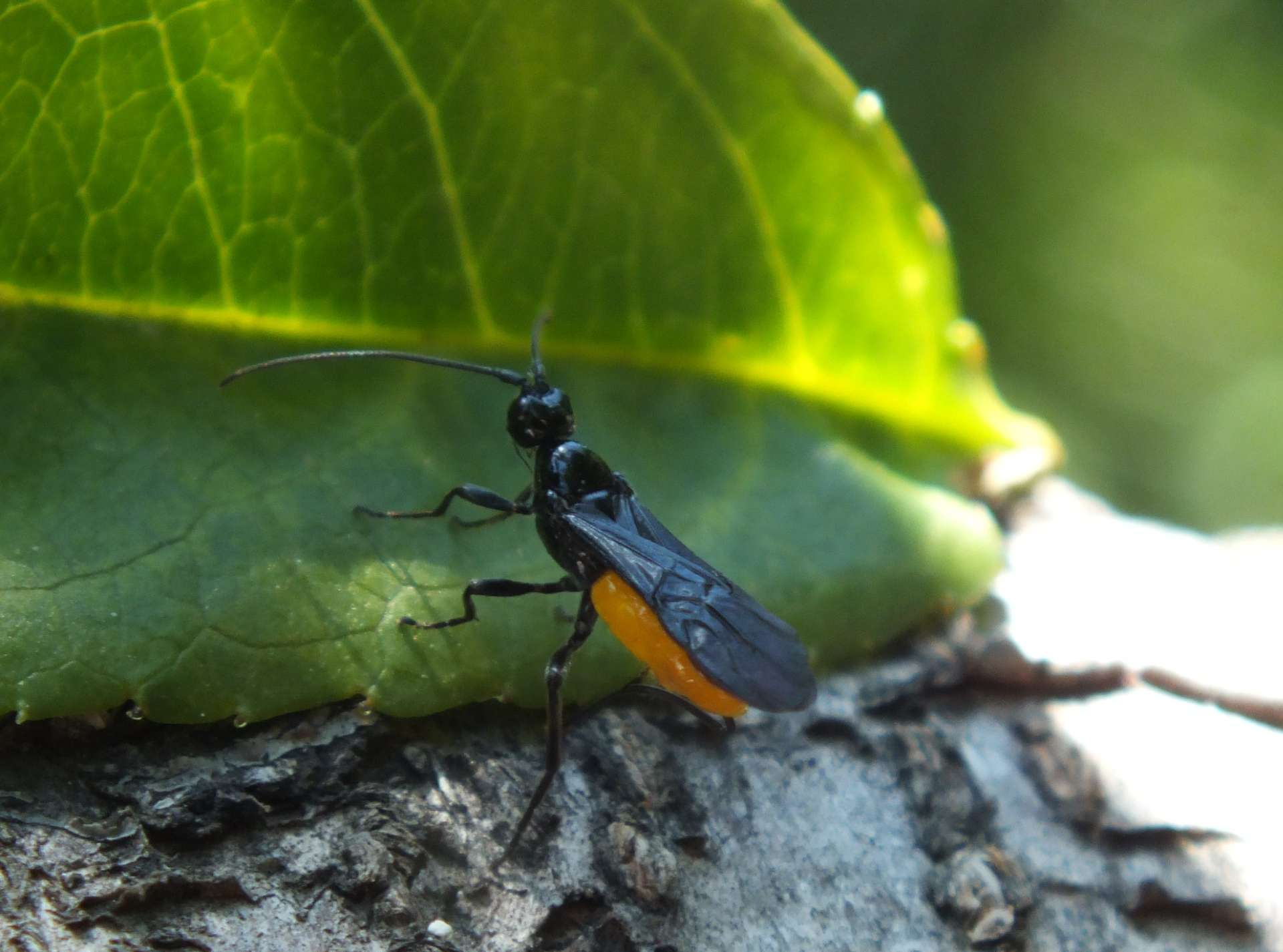 probabile Braconidae