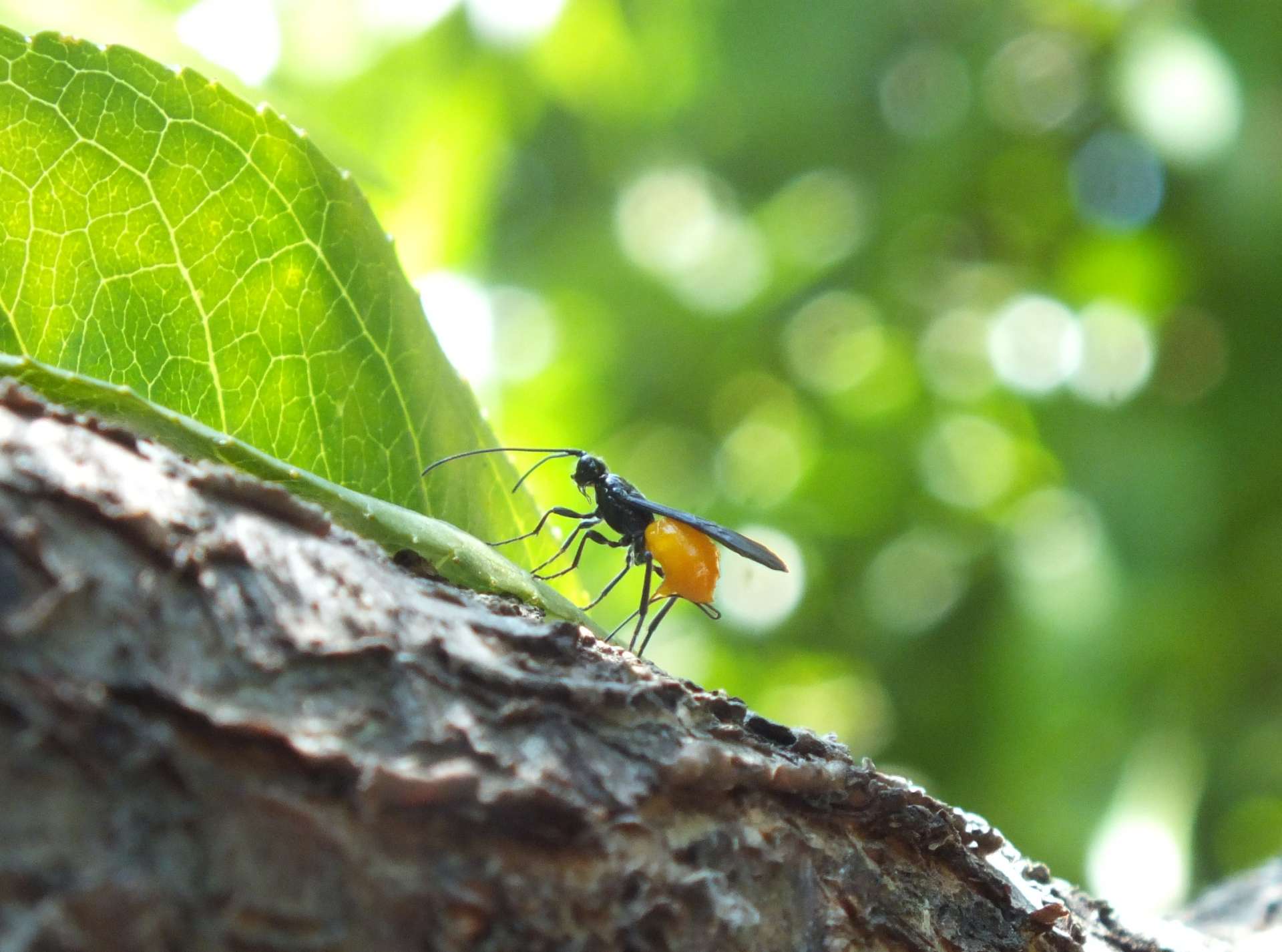 probabile Braconidae