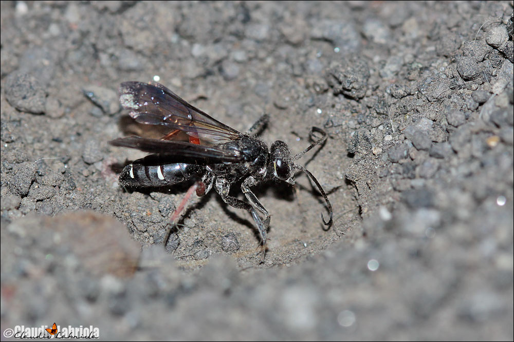 ? Episyron sp. - Pompilidae (da confermare e determinare)