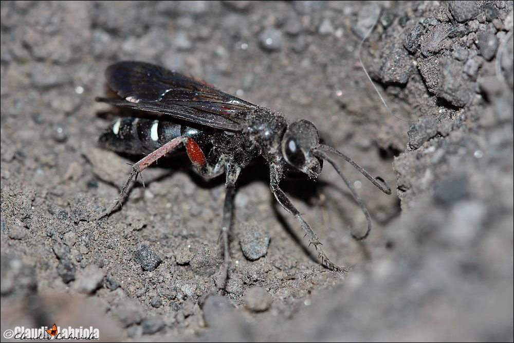 ? Episyron sp. - Pompilidae (da confermare e determinare)