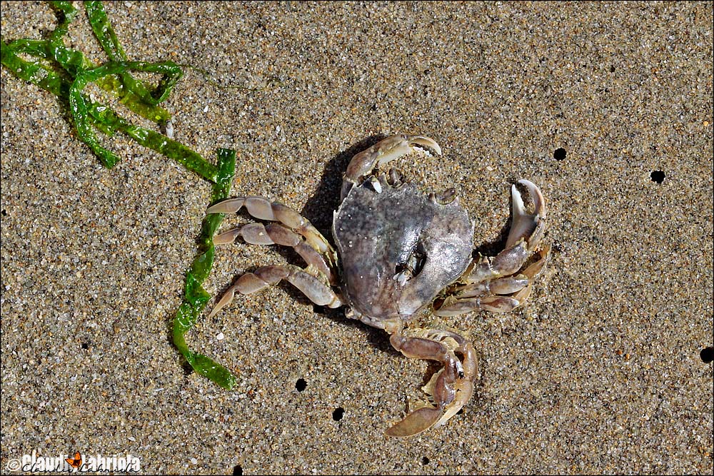 ? Liocarcinus sp. - da confermare - No, Portumnus latipes